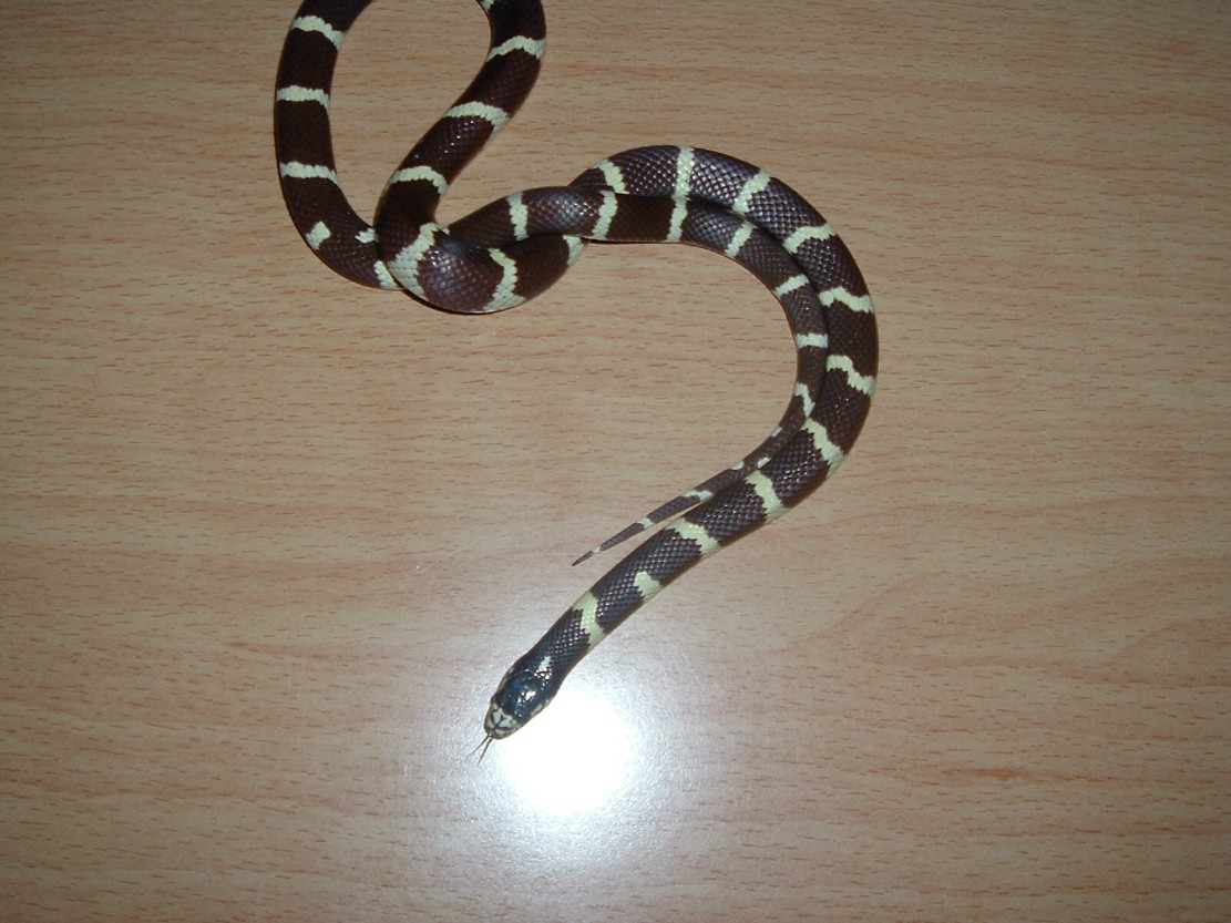 jeki-california king snake