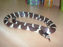 jeki  my snake