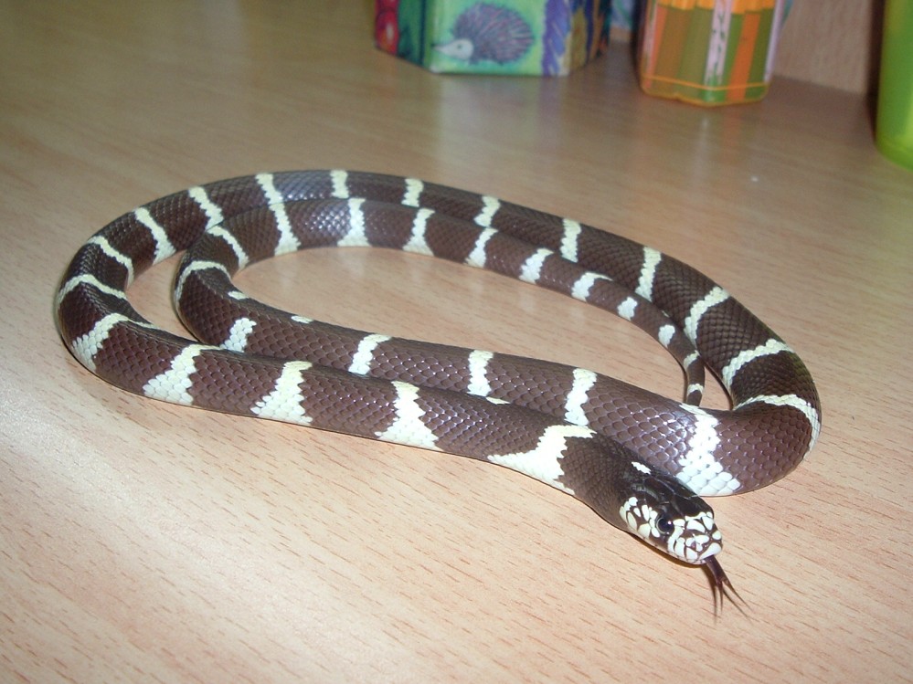 jeki  my snake