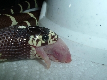 jeki my snake