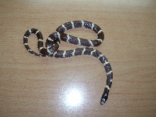 jeki-california king snake