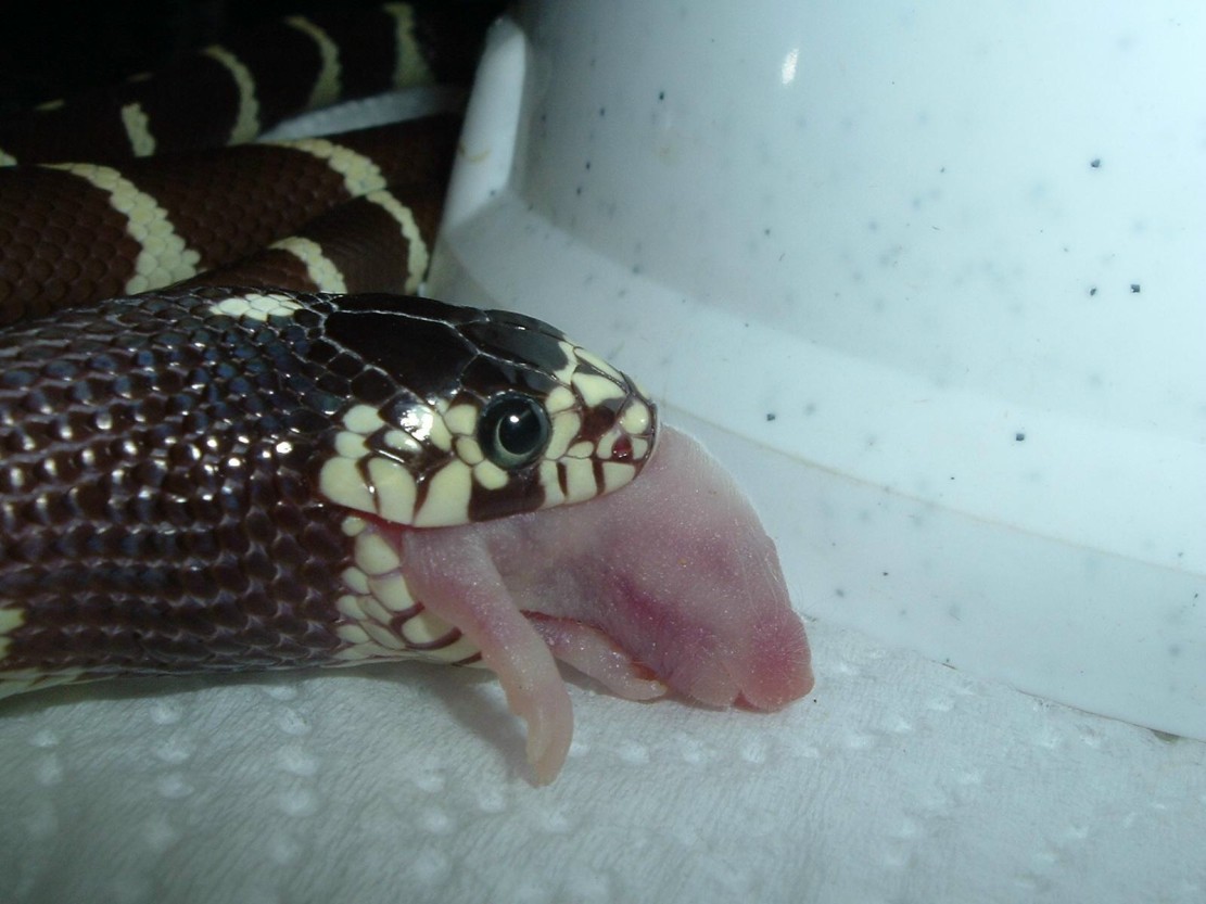 jeki my snake