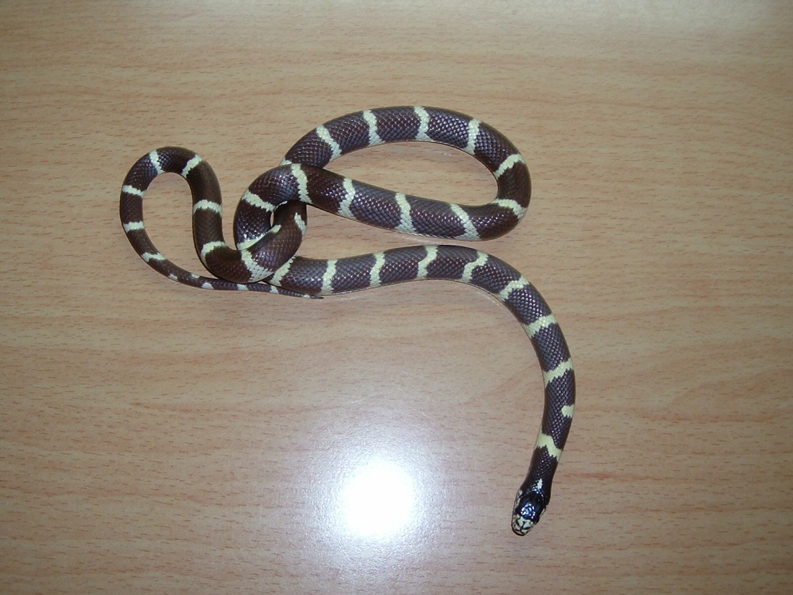 jeki-california king snake