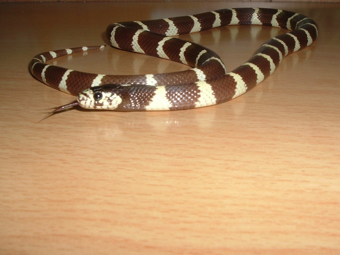 jeki-california king snake