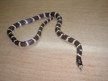 jeki-california king snake