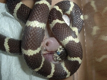 jeki my snake