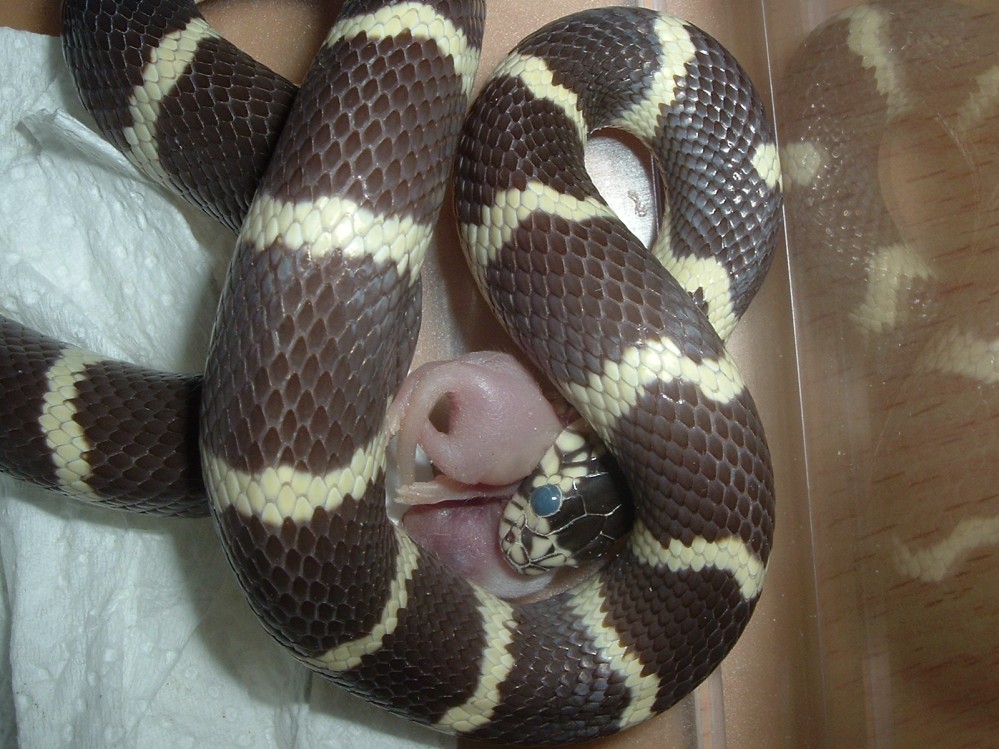jeki my snake