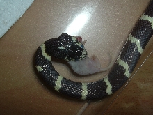 jeki my snake