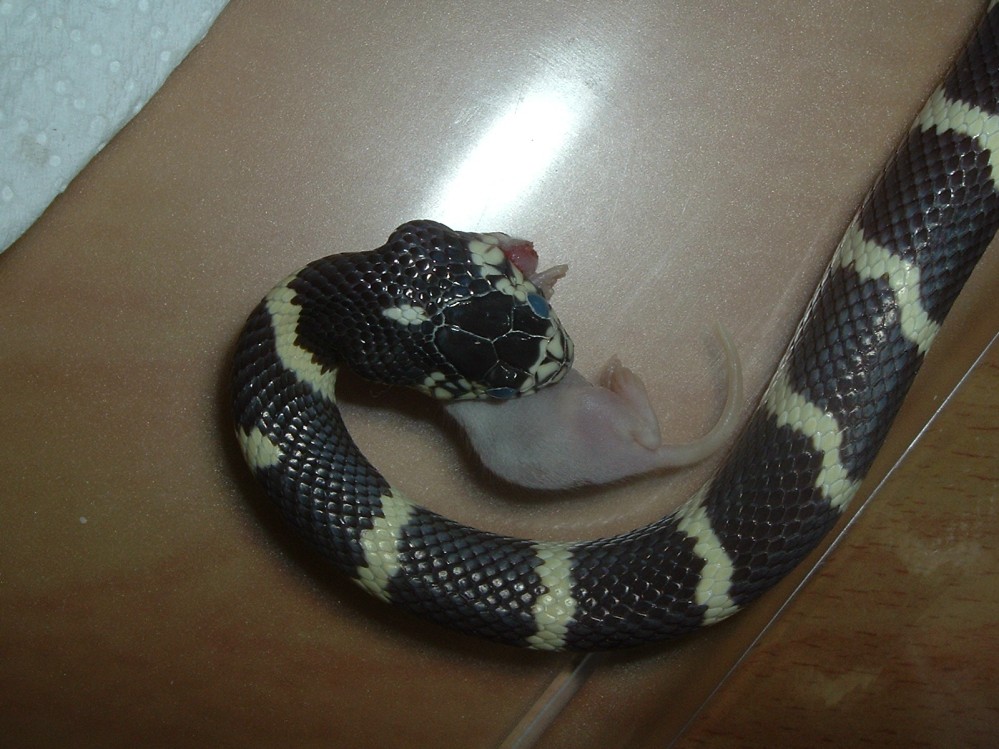 jeki my snake