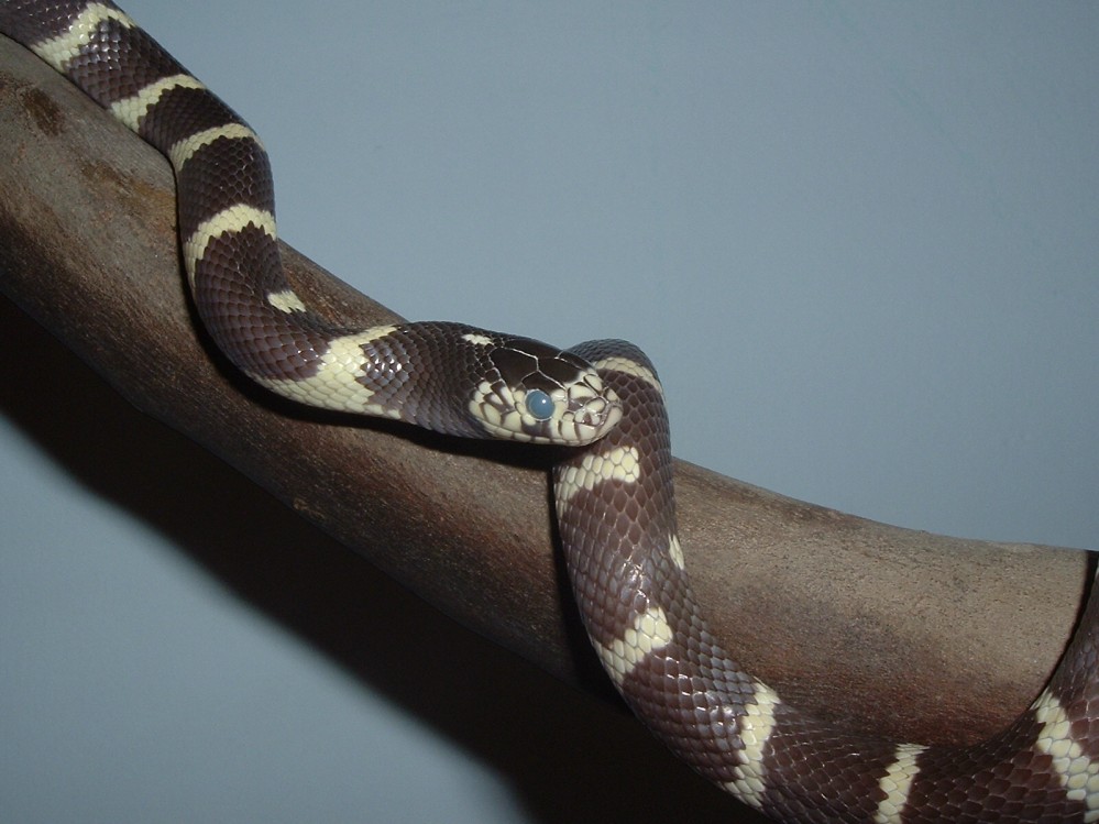 jeki my snake