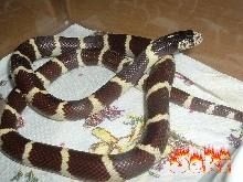 jeki