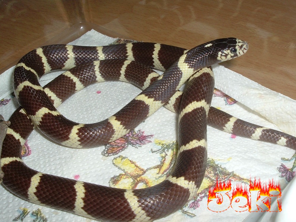 jeki