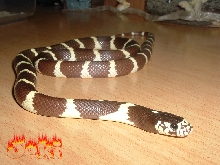 jeki