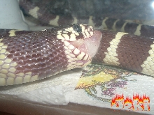 jeki