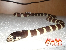 jeki