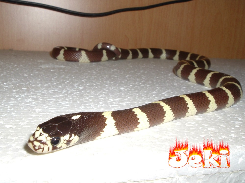 jeki