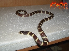 jeki