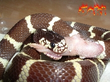 jeki