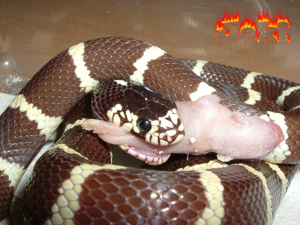 jeki