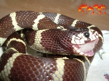 jeki