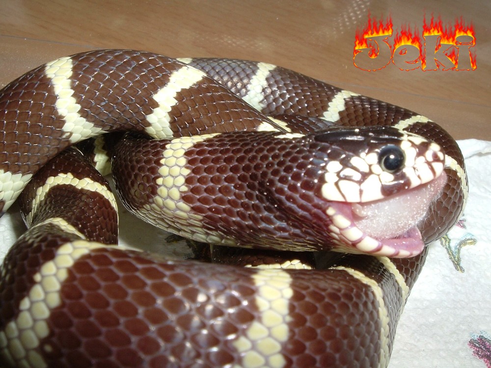 jeki