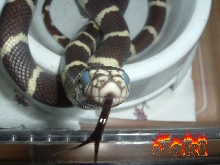 jeki