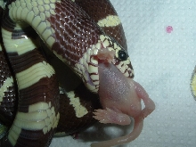 jeki eating