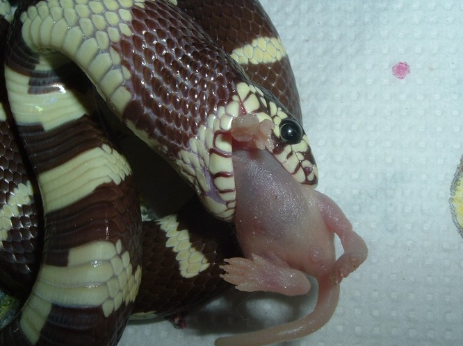 jeki eating
