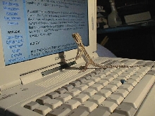 Berdee at Computer