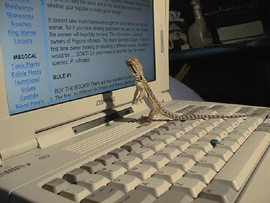 Berdee at Computer