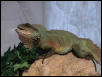 Epimetheus, Chinese Water Dragon