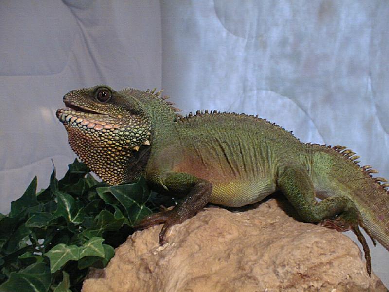 Epimetheus, Chinese Water Dragon
