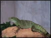 Pandora, Chinese Water Dragon