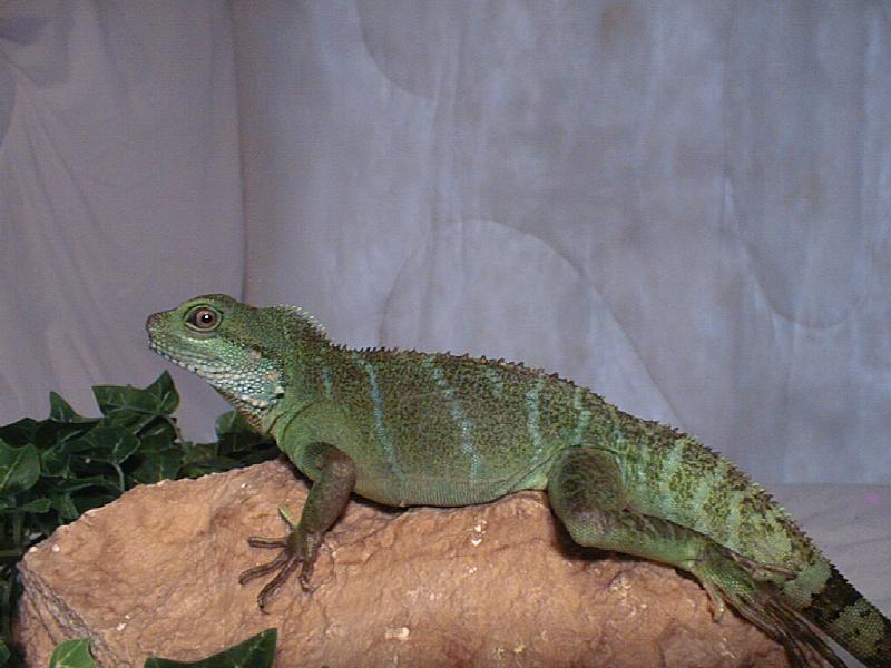 Pandora, Chinese Water Dragon