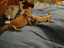 10 Month old male, Reverso, desiring the MUCH bigger female, Dijon.