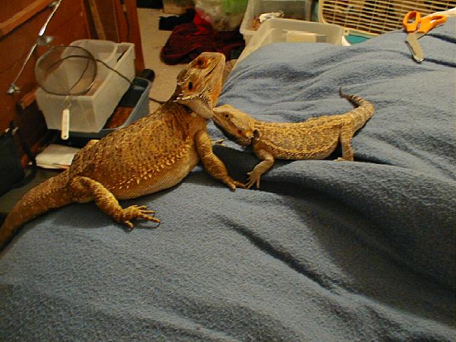 10 Month old male, Reverso, desiring the MUCH bigger female, Dijon.