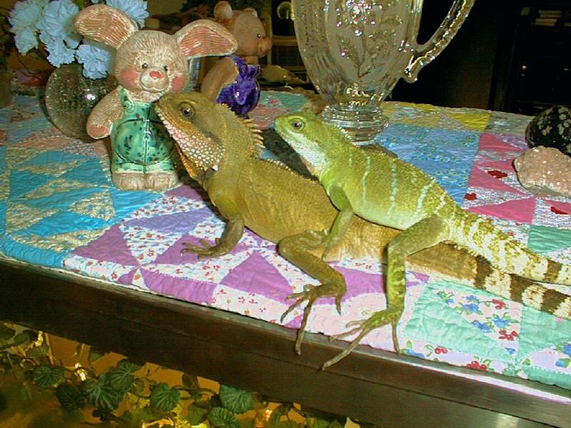 Epimetheus and Pandora, Chinese Water Dragons