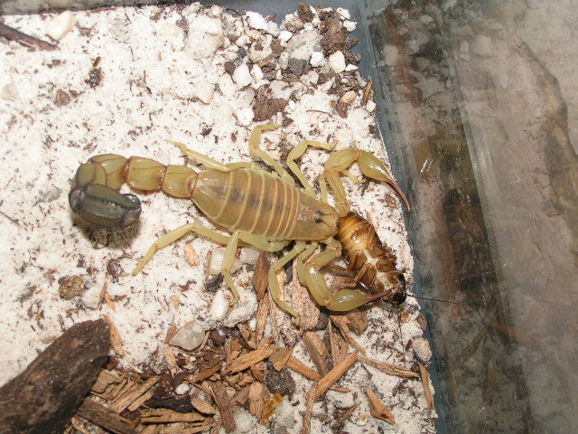 roach terminator