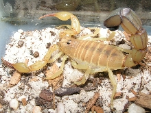 Tunissian Fat-tail