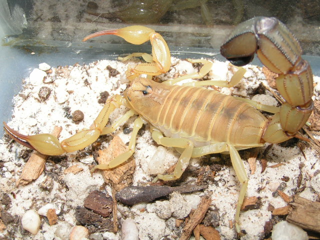 Tunissian Fat-tail