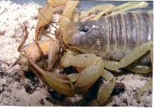 scorpion gettin' head !