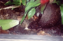 female01 pum