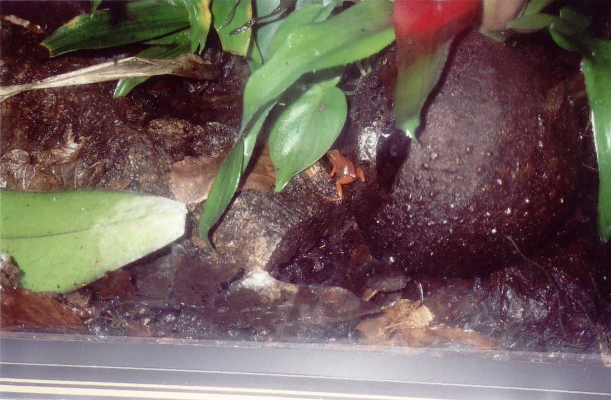 female01 pum
