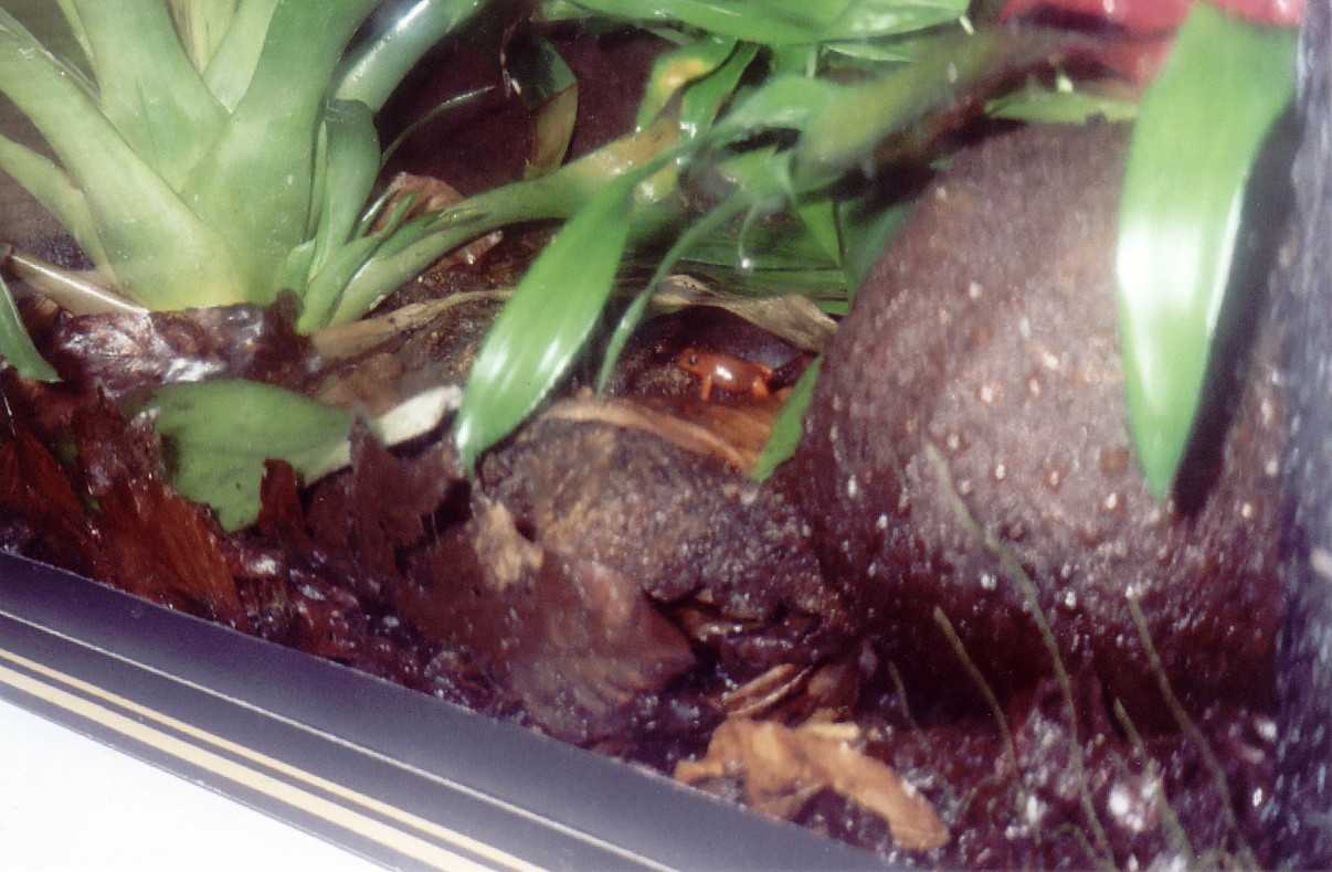 female pumilio
