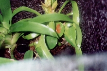 Adult Female Pum