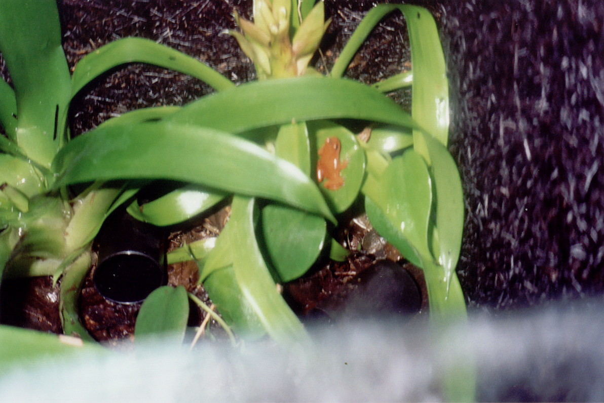Adult Female Pum
