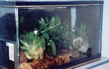 viv2