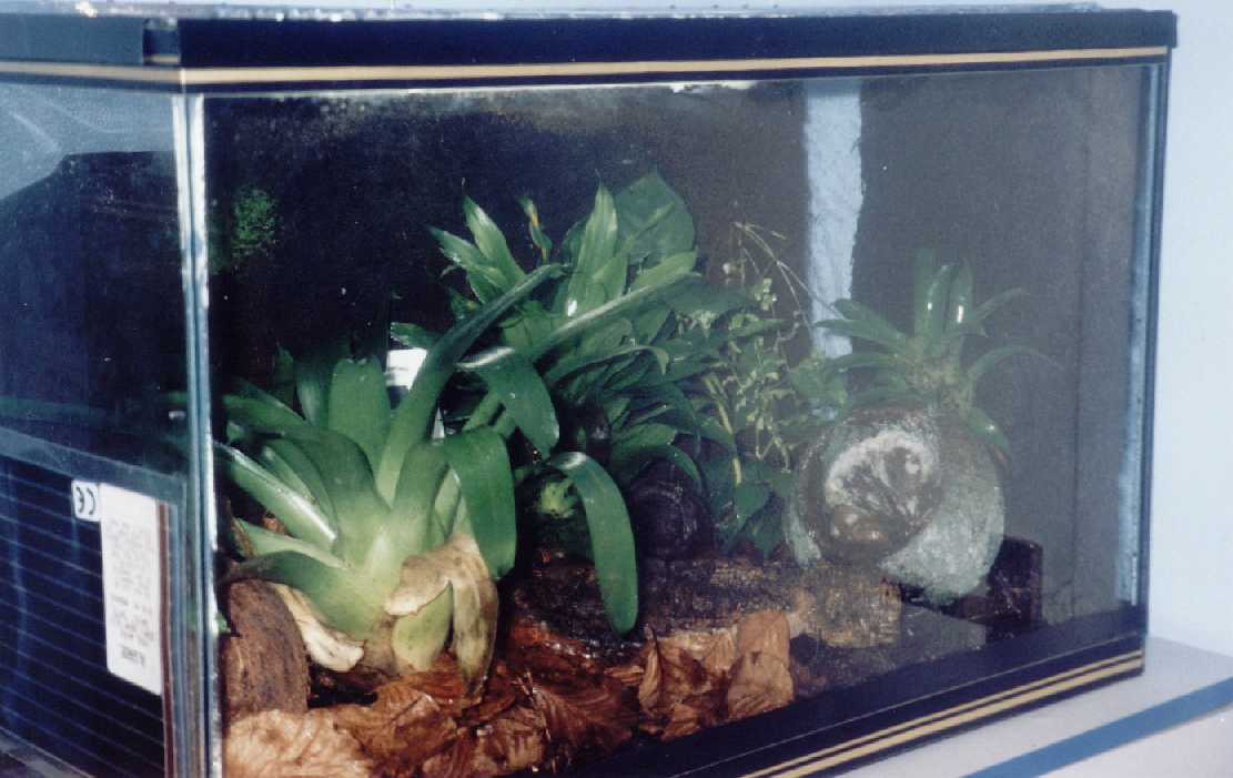 viv2