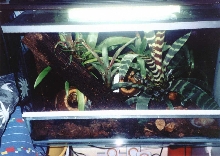 viv1