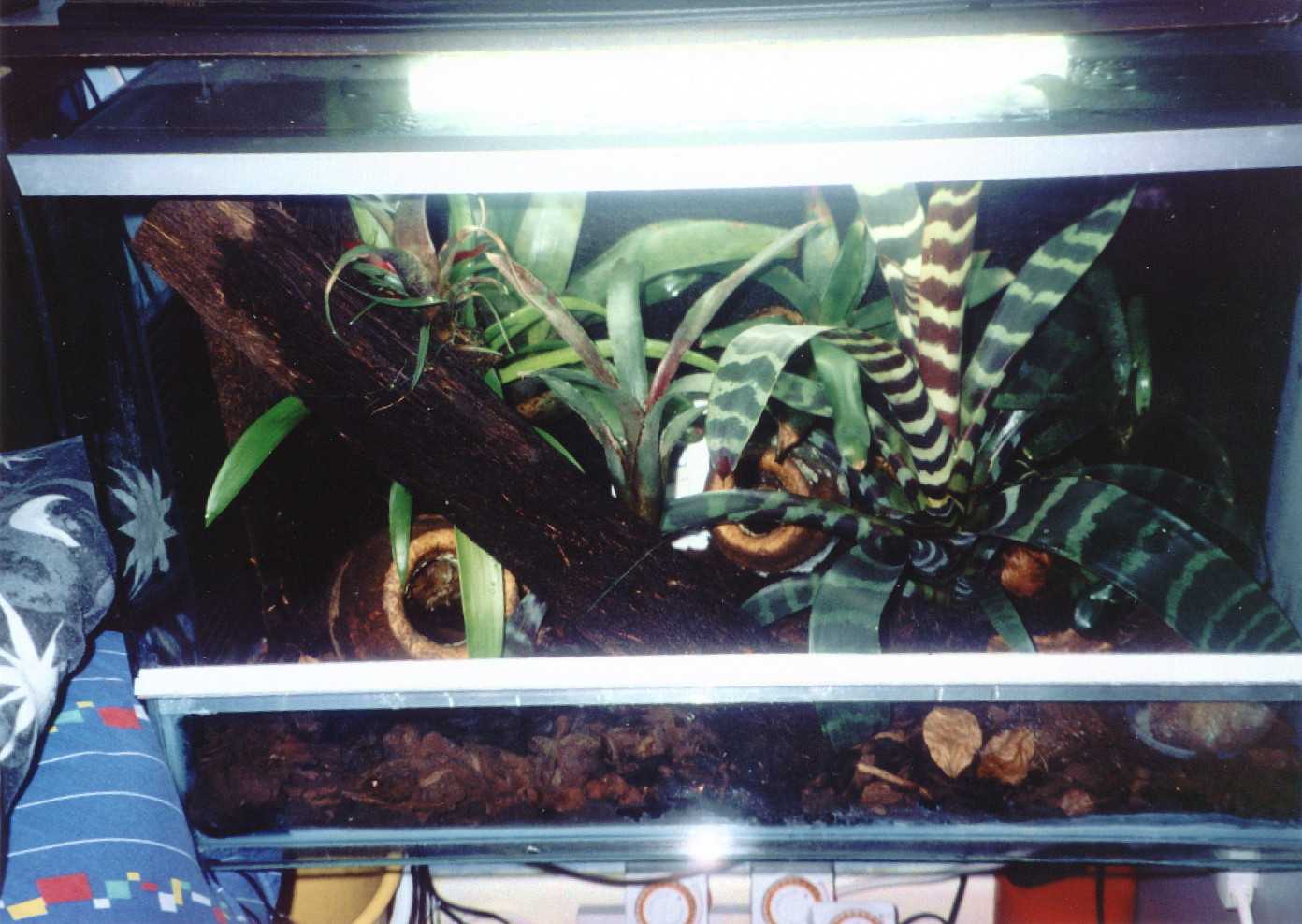 viv1